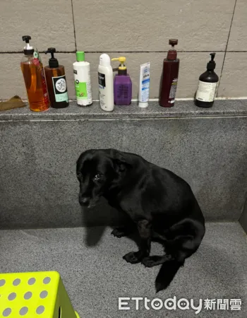 ▲黑狗2個月沒洗澡！被抓去浴缸露出「受虐眼神」：不是才洗過？（圖／網友Amy Chen提供，請勿隨意翻拍，以免侵權。）