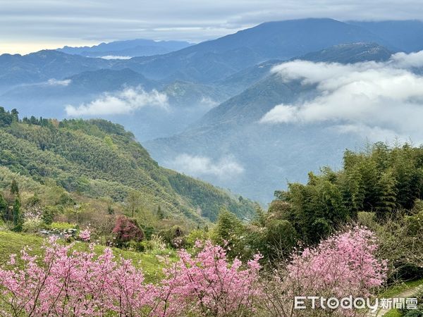 ▲山上人家座落在大隘白蘭休閒農業區附近海拔1200公尺,山上人家森林農場櫻花季,園區內有條通往鵝公髻山的林場，名為「永泰林場」。（圖／記者彭懷玉攝）