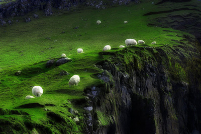 會走路的棉花糖，草原最萌風景是綿羊