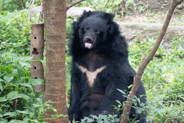 ▲▼台北市立動物園黑熊「小熊」。（圖／台北市立動物園）