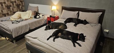 床被3狗1貓佔滿！苦主發文求助「我睡哪？」　神人畫示意圖笑噴網