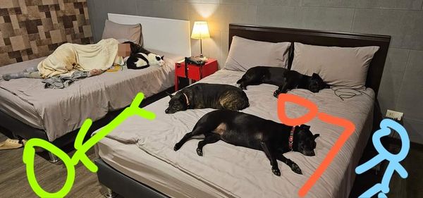 ▲床被3狗1貓佔滿！苦主發文求助「我睡那？」　神人畫示意圖笑噴網。（圖／有點毛毛的／粉專「雙喜雙喵」投稿）