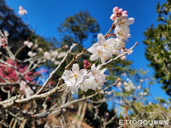 ▲▼阿里山櫻花季3月10日登場。（圖／公路局）