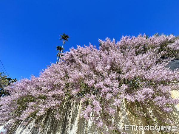 ▲▼ 黃花風鈴木、櫻花、瑞里麝香木春暖花開 邀您春遊賞花 。（圖／嘉義縣政府提供）