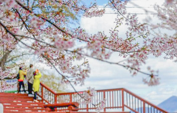 ▲▼釜山荒嶺山櫻花。（圖／翻攝自Visit Busan網站）