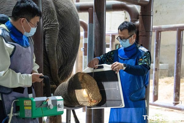 ▲▼北市動物園亞洲象「友信」左腳。（圖／台北市立動物園提供）