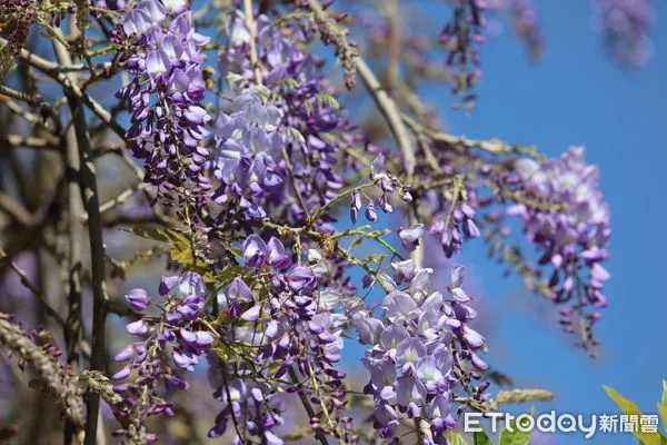 ▲▼ 嘉義瑞里紫藤花海即將登場  。（圖／嘉義縣政府提供）