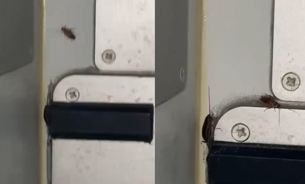 蟑螂大軍入侵廉航飛機　男乘客拍到「一堆小強在爬」噁心片瘋傳。（圖／翻攝自X）