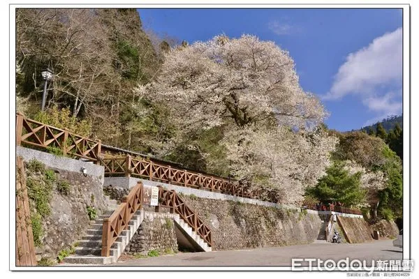 ▲▼觀霧國家森林遊樂區觀霧山莊前方的「霧社櫻王」已經開滿雪白櫻花，將吸引大批遊客上山來一睹風采。（圖／記者蔡文淵翻攝）