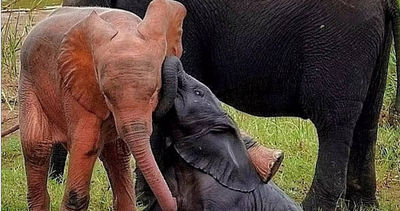 萬分之1機率！超罕見「粉紅小象」現蹤南非國家公園禁獵區