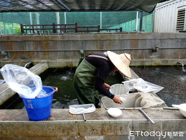 ▲▼花蓮水產培育所自3月1日起至3月31日止開放受理淡水魚苗配售作業。（圖／花蓮縣政府提供，下同）