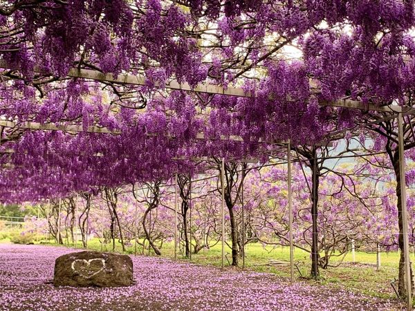 ▲淡水紫藤花園往年花況。（圖／翻攝自淡水紫藤花園-二號水源園區（原紫藤咖啡園二店））