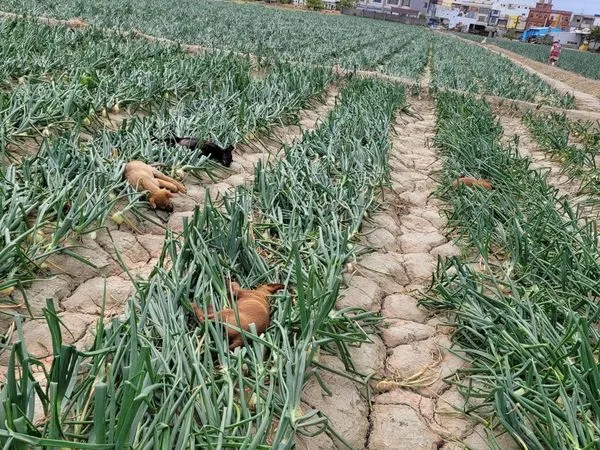 ▲狗隻死在洋蔥田            。（圖／民眾提供，下同）