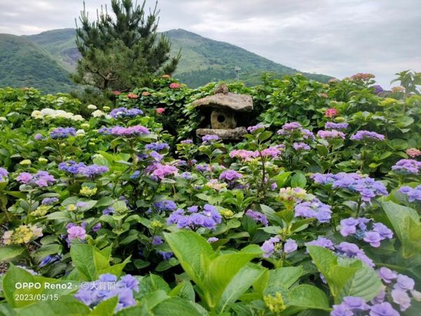 ▲▼陽明山花季景點14選！（圖／好好玩提供）