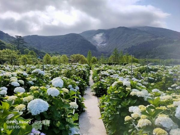 ▲▼陽明山花季景點14選！（圖／好好玩提供）