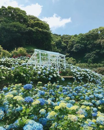 ▲▼陽明山花季景點14選！（圖／好好玩提供）