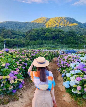 ▲▼陽明山花季景點14選！（圖／好好玩提供）