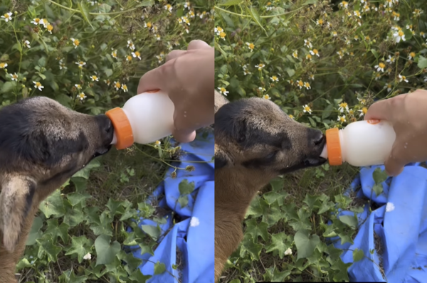 除草機羊咩咩。（圖／有點毛毛的／飼主陳國慶投稿）