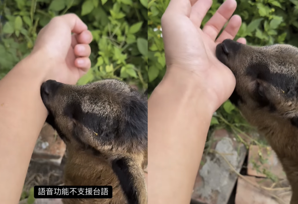 除草機羊咩咩。（圖／有點毛毛的／飼主陳國慶投稿）