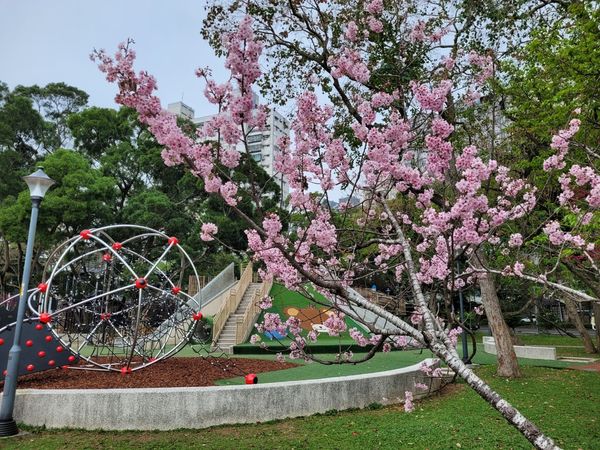 ▲新北林口3處賞櫻景點大公開。（圖／新北市景觀處提供）