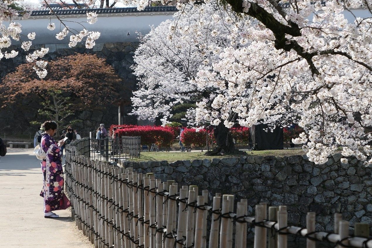 日本旅遊,櫻花,賞櫻（圖／記者洪菱鞠攝）