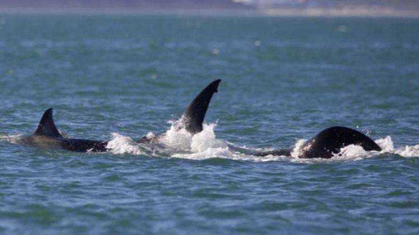 虎鯨界開膛手傑克，虎鯨「右舷」在南非海域追殺大白鯊的過程。（圖／翻攝自Christiaan Stopforth/Drone Fanatics SA）