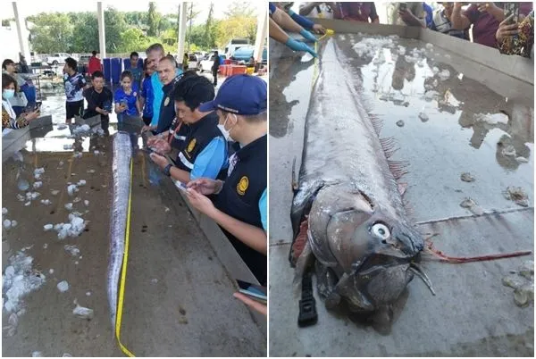 ▲▼泰國2個月內發現第2條俗稱「地震魚」的皇帶魚。（圖／翻攝自Facebook）