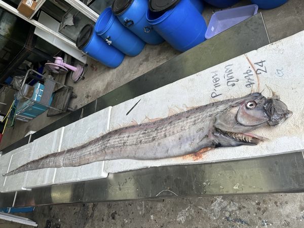 ▲▼泰國2個月內發現第2條俗稱「地震魚」的皇帶魚。（圖／翻攝自Facebook）