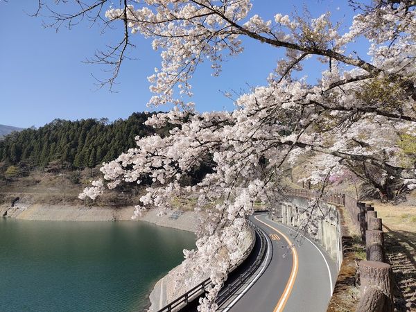 ▲▼東京奧多摩湖邊的櫻花盛開。（圖／奧多摩觀光協會提供）
