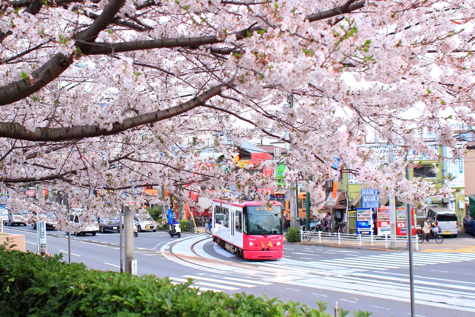 ▲▼東京都電荒川線櫻花。（圖／Photo AC）