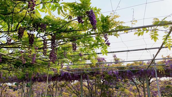 ▲淡水賞花熱點「紫藤花園」新品種。（圖／翻攝自淡水紫藤花園-二號水源園區（原紫藤咖啡園二店） ）