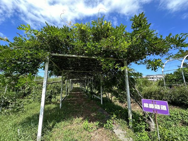 ▲淡水賞花熱點「紫藤花園」新品種。（圖／翻攝自淡水紫藤花園-二號水源園區（原紫藤咖啡園二店） ）