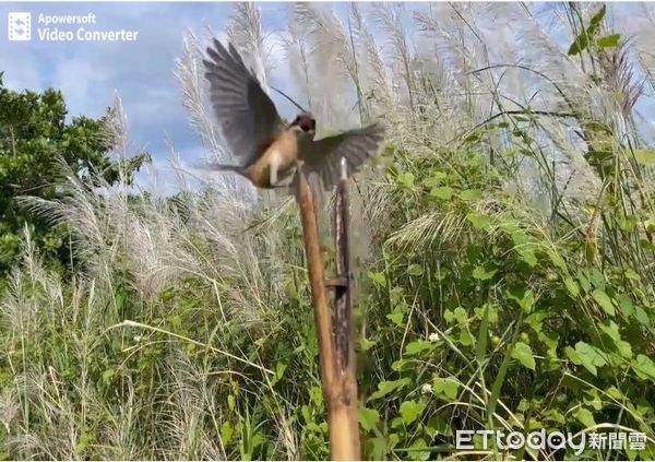 ▲張男架設鳥仔踏捕抓伯勞鳥被起訴             。（圖／記者陳崑福翻攝）