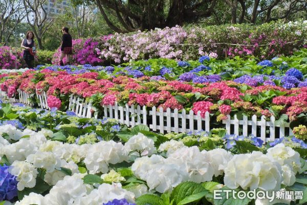 ▲「2024台北杜鵑花季」即日起至3/31在大安森林公園登場。（圖／記者彭懷玉攝）