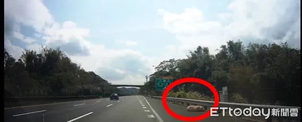 ▲豬隻就掉落在外側車道             。（圖／記者吳奕靖翻攝）