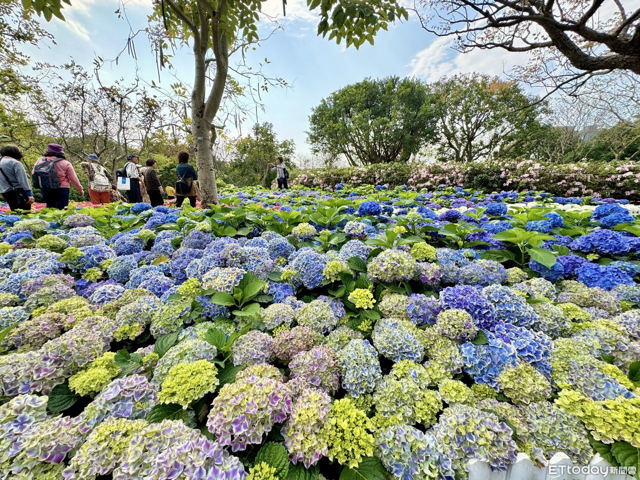 逾5米「真束洋小屋」!台北杜鵑花季亮點 大漁櫻、繡球花一起拍 | ETtoday旅遊雲 | ETtoday新聞雲