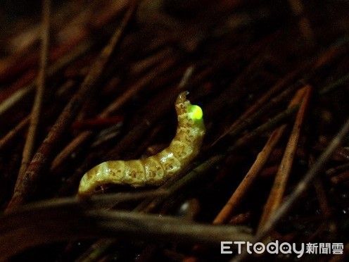 ▲馬祖雌光螢獨特稀少，僅雌蟲發光。（照片／文化大學森林保育學系主任謝佳宏提供)