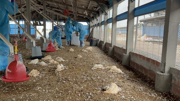 ▲彰化大城鄉1處土雞場發生禽流感撲殺9,674隻土雞。（圖／動物防疫所提供）