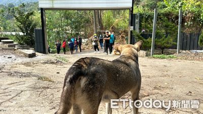 百犬中途之家惹民怨！住戶控全天候「叫聲轟炸」　與負責人互嗆