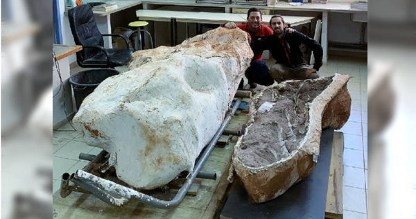 遛狗發現7千萬年前恐龍化石　法國男辭職專心考古還想攻讀碩士學位