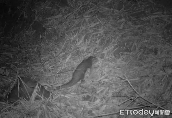 ▲保力溪發現穿山甲             。（圖／記者陳崑福翻攝）
