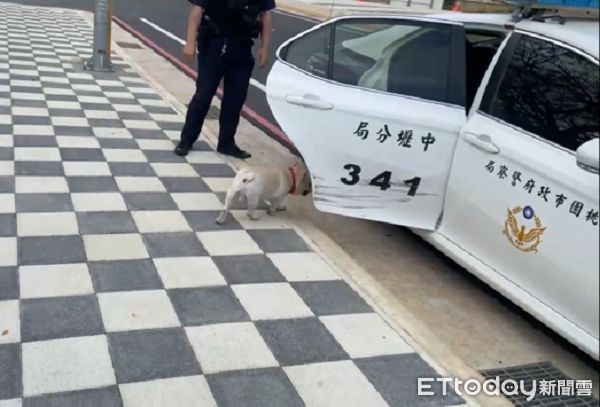 ▲▼法鬥犬見警開車門立即主動跳上車，還一臉賣萌撒嬌。（圖／中壢警分局提供）