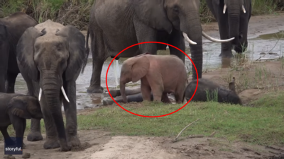 南非國家公園「粉色小象」現蹤戲水　獵遊業者曝：出生機率萬分之一