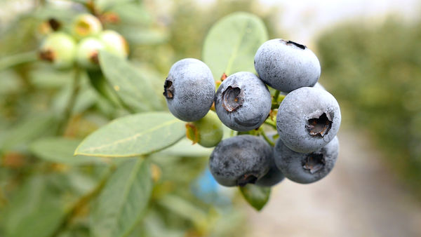 ▲影音業配 山丘藍。（圖／記者謝婷婷攝）