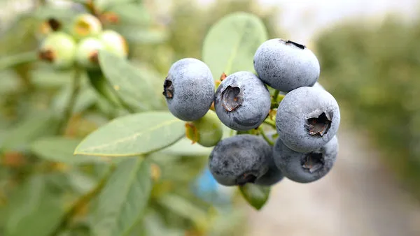 ▲影音業配 山丘藍。（圖／記者謝婷婷攝）