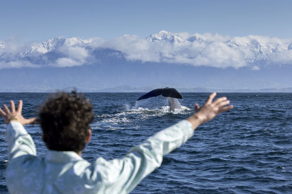 ▲▼紐西蘭 凱庫拉賞鯨。（圖／Tourism New Zealand`s Visual Library提供）