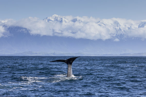 ▲▼紐西蘭 凱庫拉賞鯨。（圖／Tourism New Zealand`s Visual Library提供）