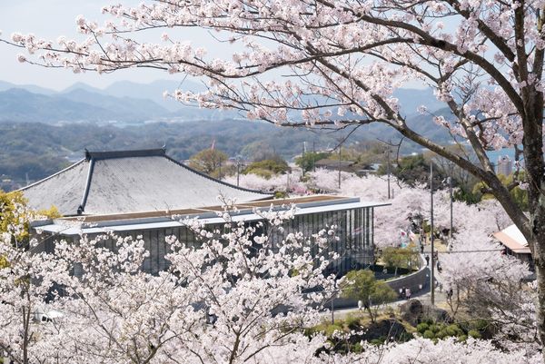 ▲▼廣島千光寺公園櫻花，廣島賞櫻景點，廣島櫻花，日本賞櫻景點，日本櫻花景點，日本櫻花旅遊，廣島旅遊，赴日賞櫻。（圖／HIT廣島縣觀光聯盟提供）