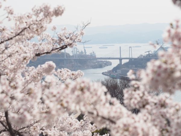 ▲▼廣島千光寺公園櫻花，廣島賞櫻景點，廣島櫻花，日本賞櫻景點，日本櫻花景點，日本櫻花旅遊，廣島旅遊，赴日賞櫻。（圖／HIT廣島縣觀光聯盟提供）