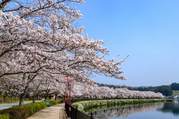 ▲▼廣島上野公園櫻花，廣島賞櫻景點，廣島櫻花。（圖／HIT廣島縣觀光聯盟提供）